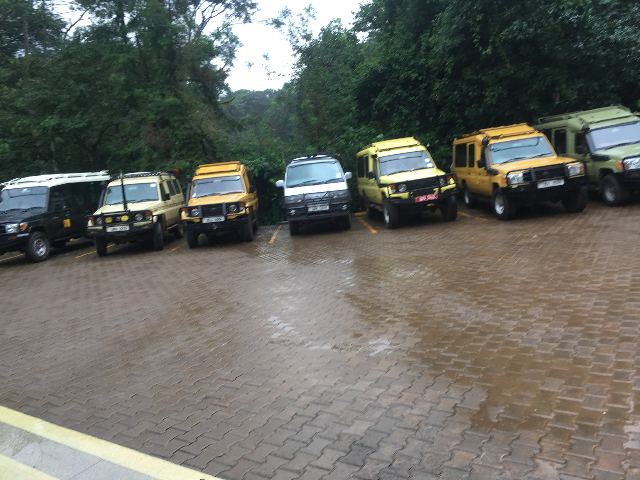 Safari vehicles