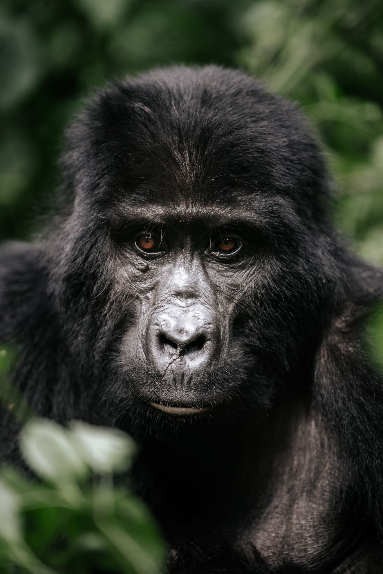 Mountain Gorilla Experience – Rwanda