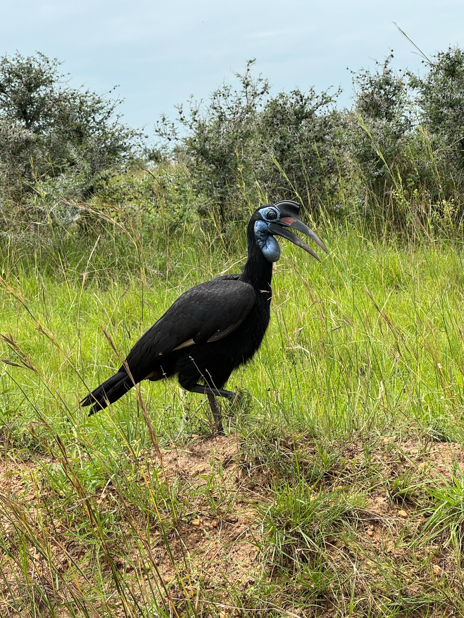 15 Days Discover Uganda: From Peaks to Primates