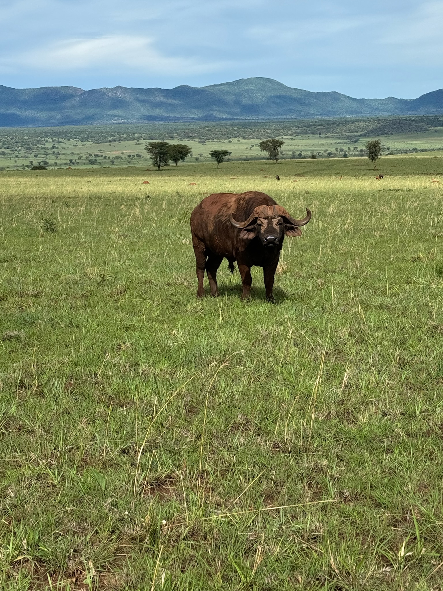 Wildlife in Uganda