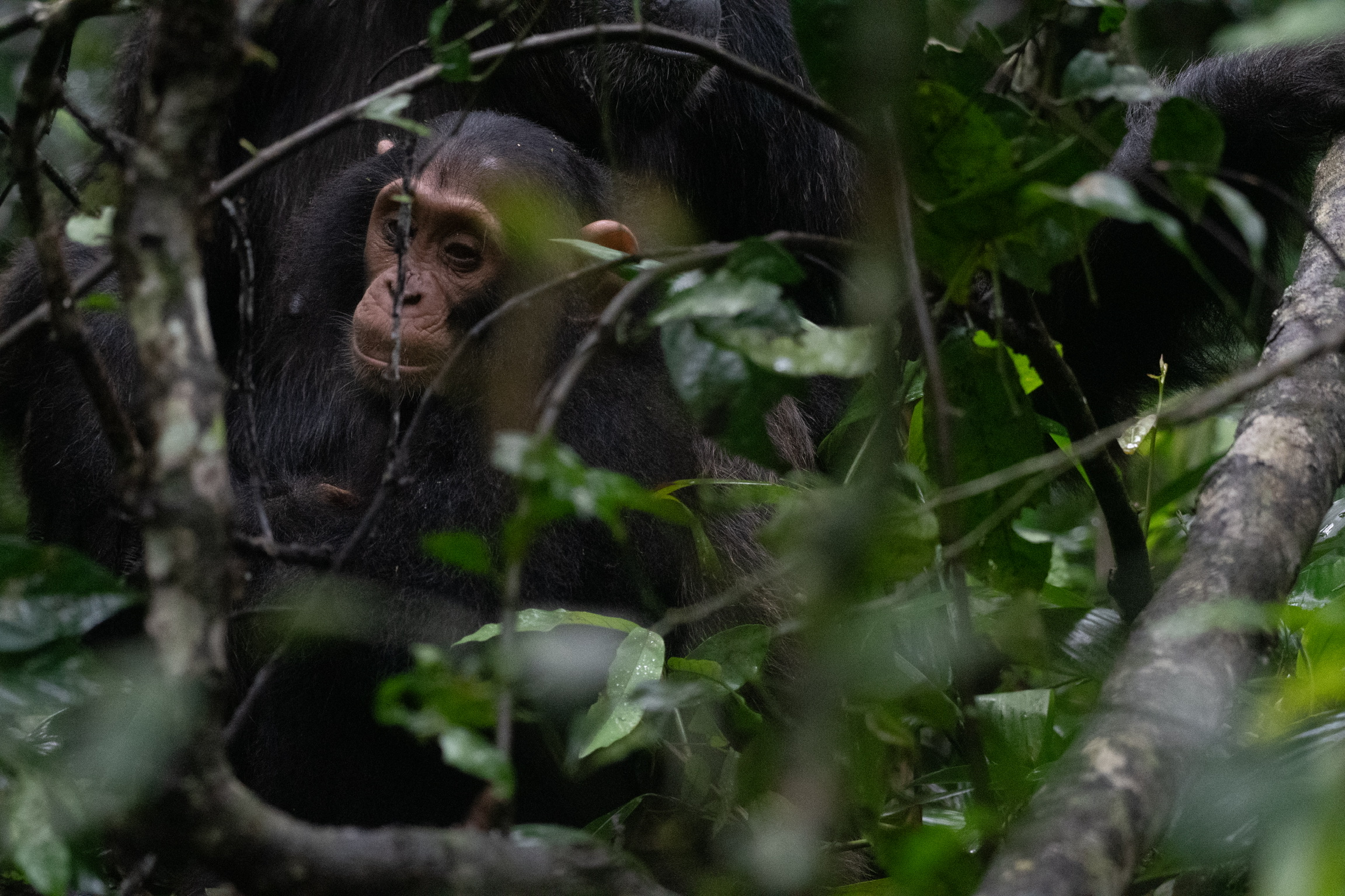 4-Day Kibale Chimpanzee Trekking Safari