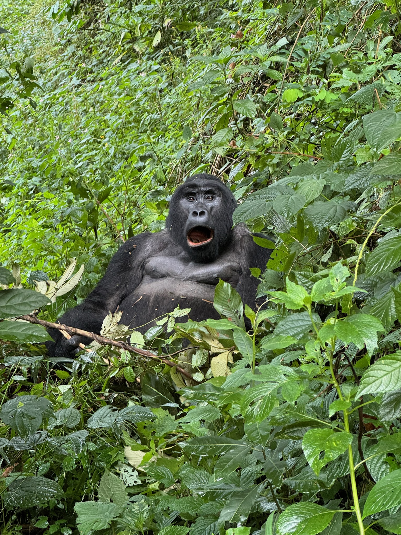 4-Day Uganda Gorilla Trekking Safari – Bwindi