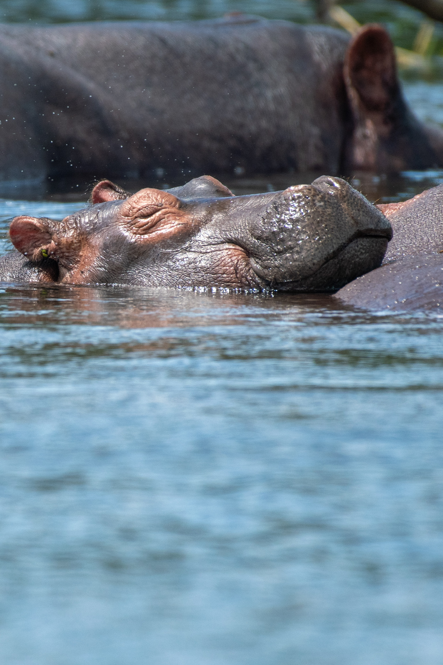 Hippos on the water