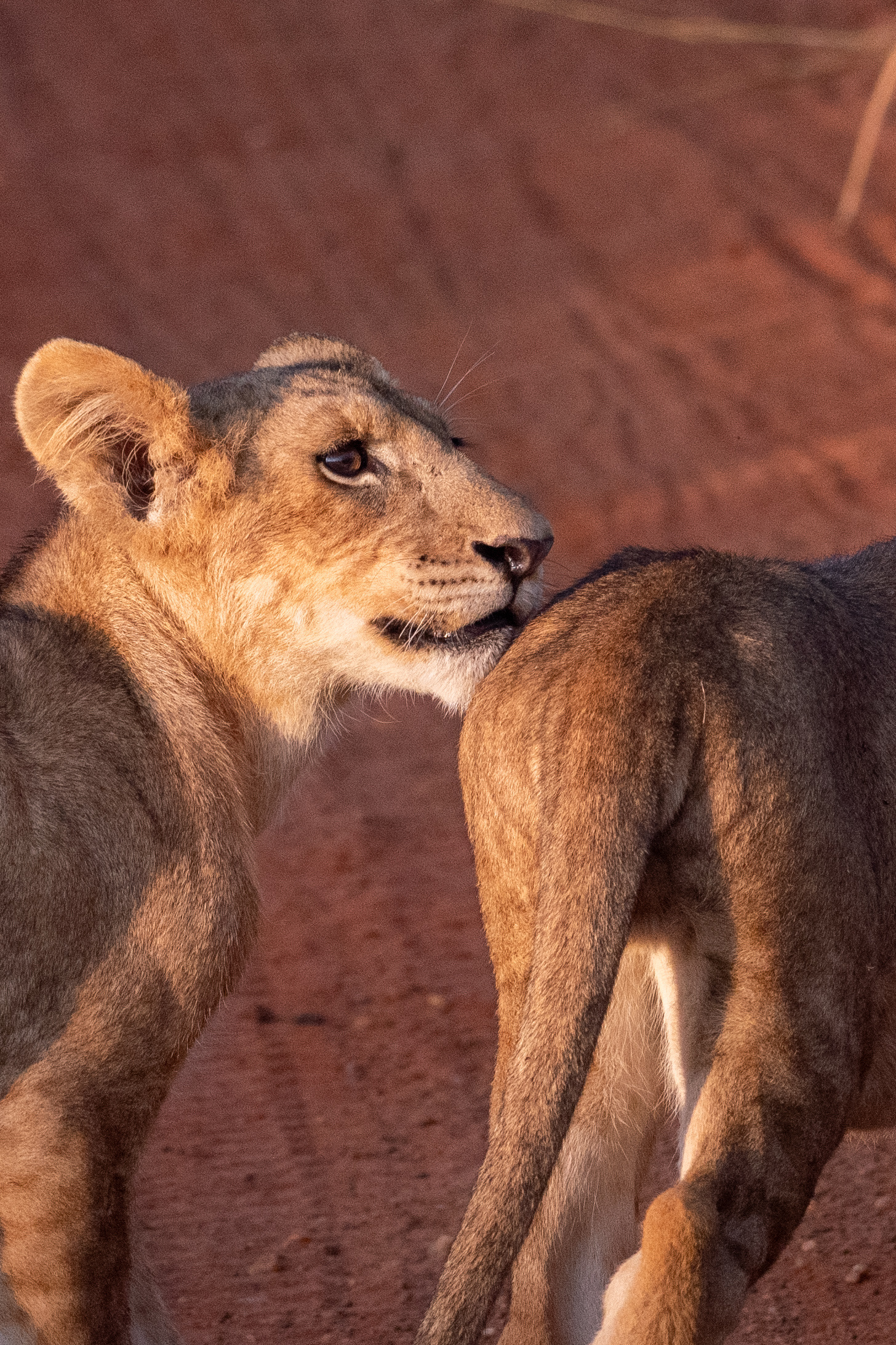 8-Day Uganda Chimpanzee, Wildlife & Cultural Adventure