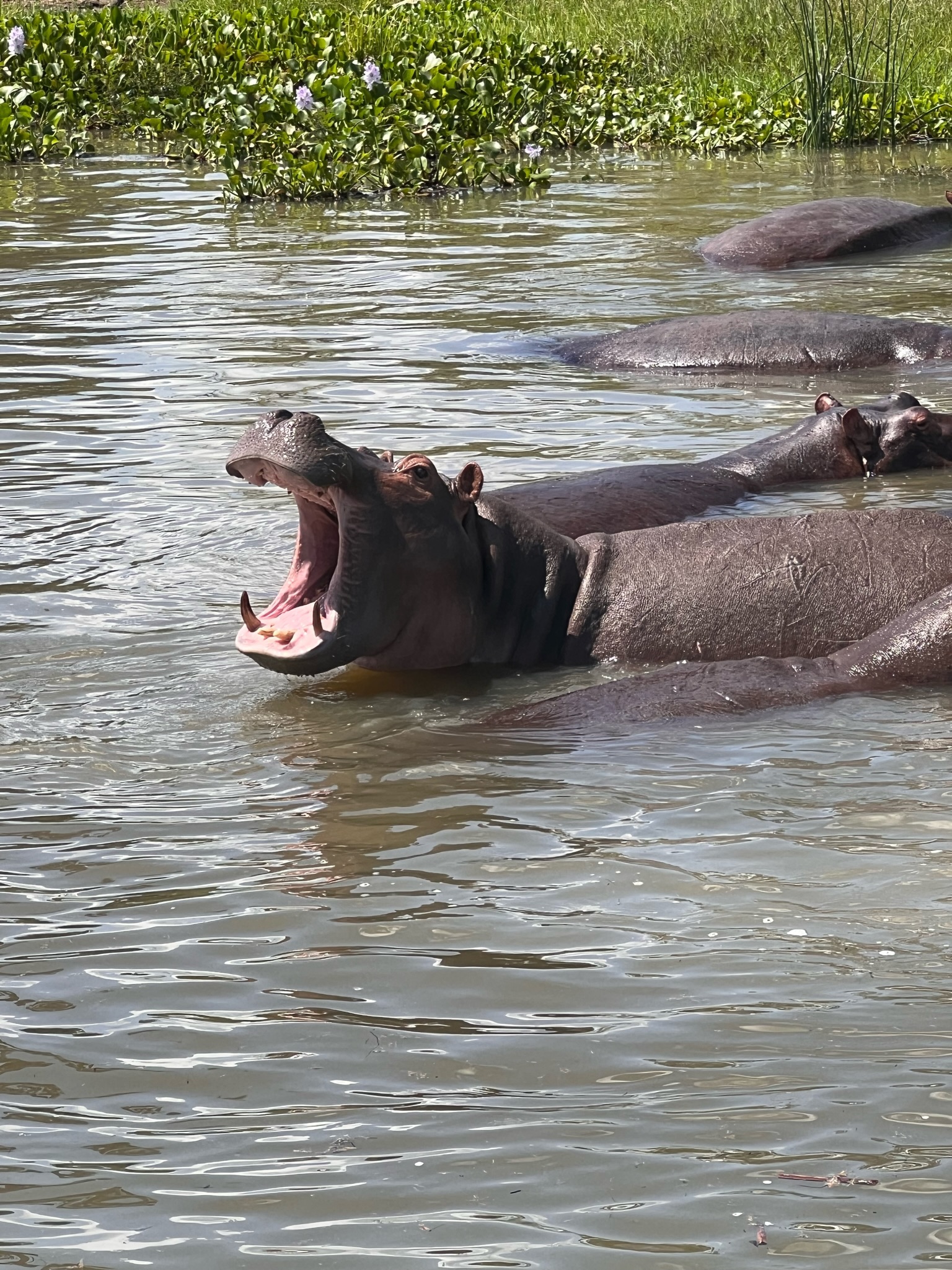 Lake Mburo