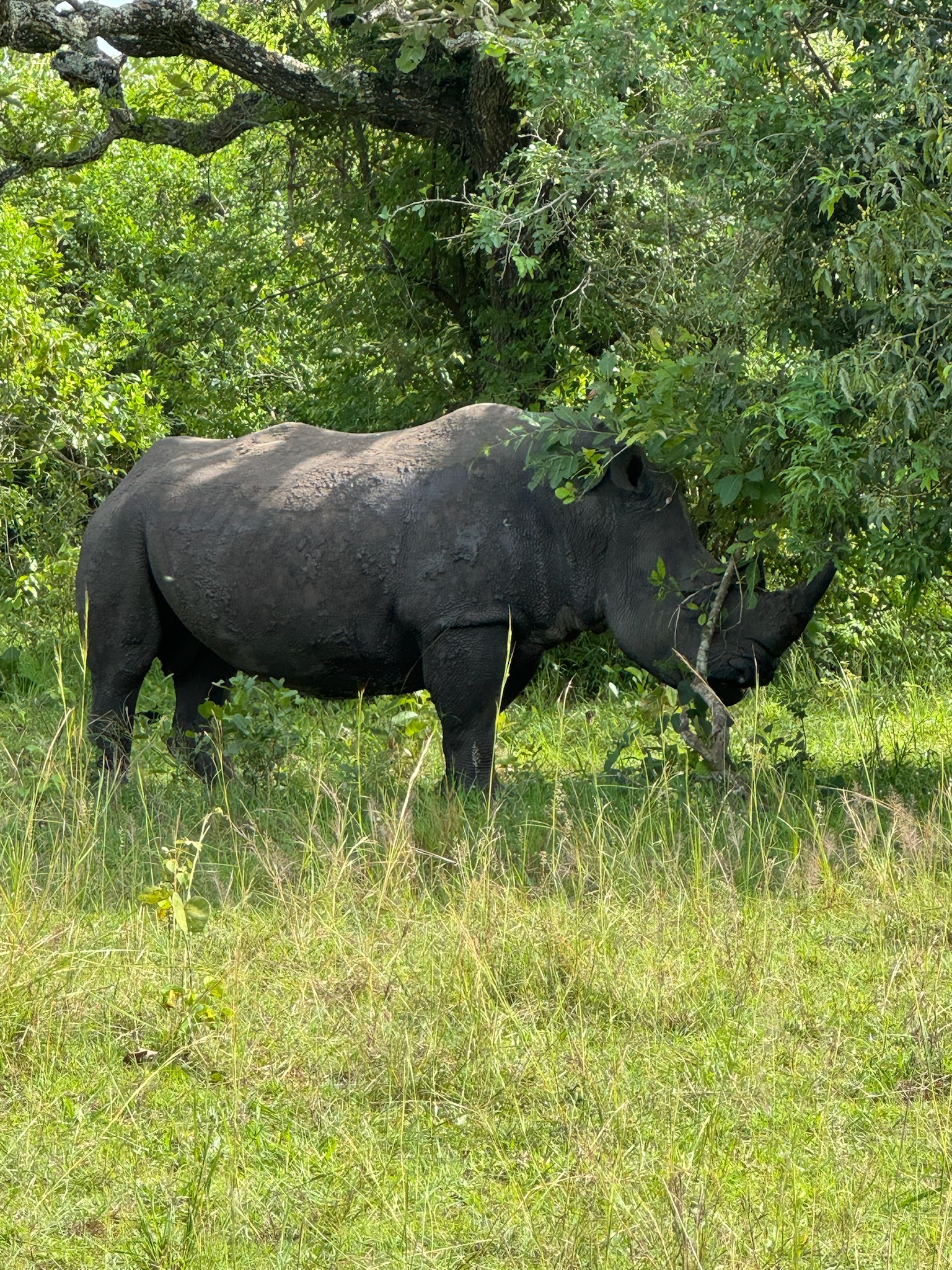 10-Day Ultimate Uganda Wildlife & Primate Safari